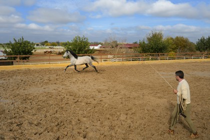 Spain, Andalusia, Seville Province, Utrera, the Ayala stud farm (Yeguada Ayala), training of an Andalusian horse also known as the Pure Spanish Horse or PRE (Pura Raza Espanola)