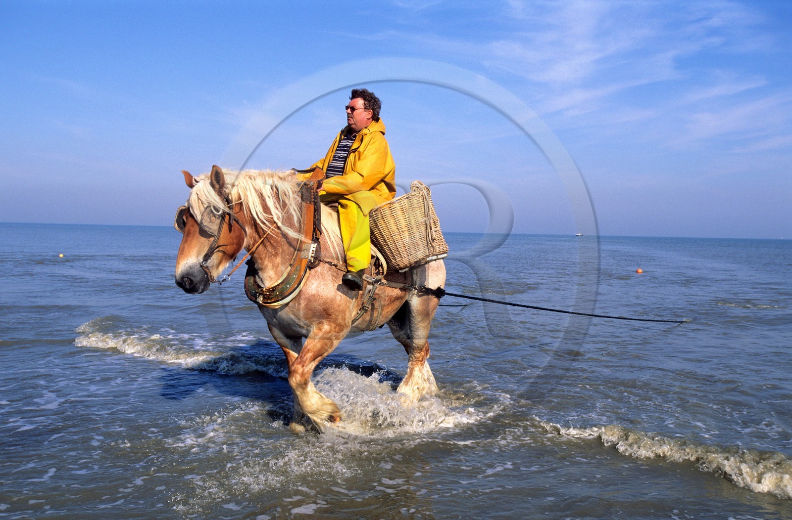 Belgique, Flandre-Occidentale, plage de Oostduinkerke, Rolland est un des derniers pêcheurs de crevettes à cheval