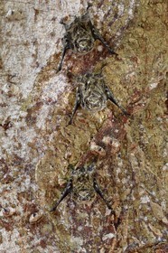 Nicaragua, Ile d'Ometepe réserve mondiale de Biosphère sur le lac Nicaragua, marais le long du Rio Istian, chauve-souris à long nez (Rhynchonycteris naso)