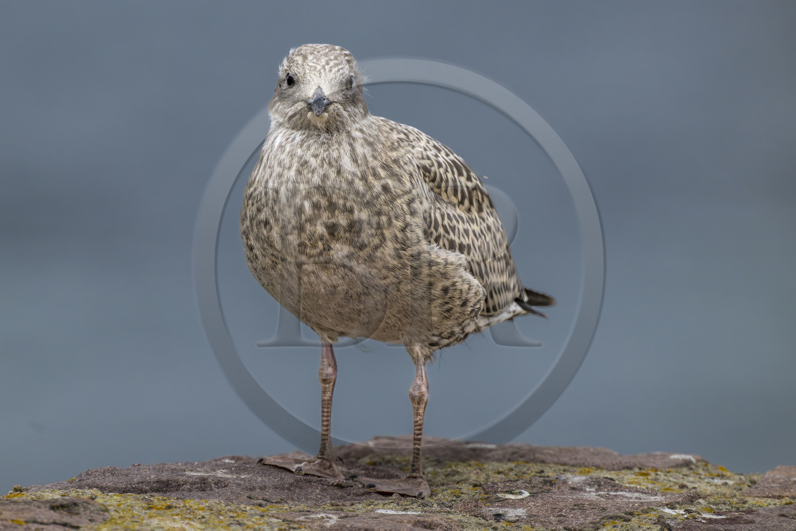 France, Côtes d'Armor (22), Grand Site de France Cap d'Erquy – Cap Fréhel, Plévenon, Cap Fréhel classé Natura 2000, Goéland juvénile