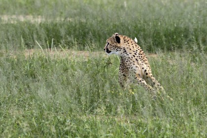 Namibia, Otjiwarongo, Cheetah Conservation Fund, research and education centre, cheetah (Acinonyx jubatus) trained to run to keep fit and healthy