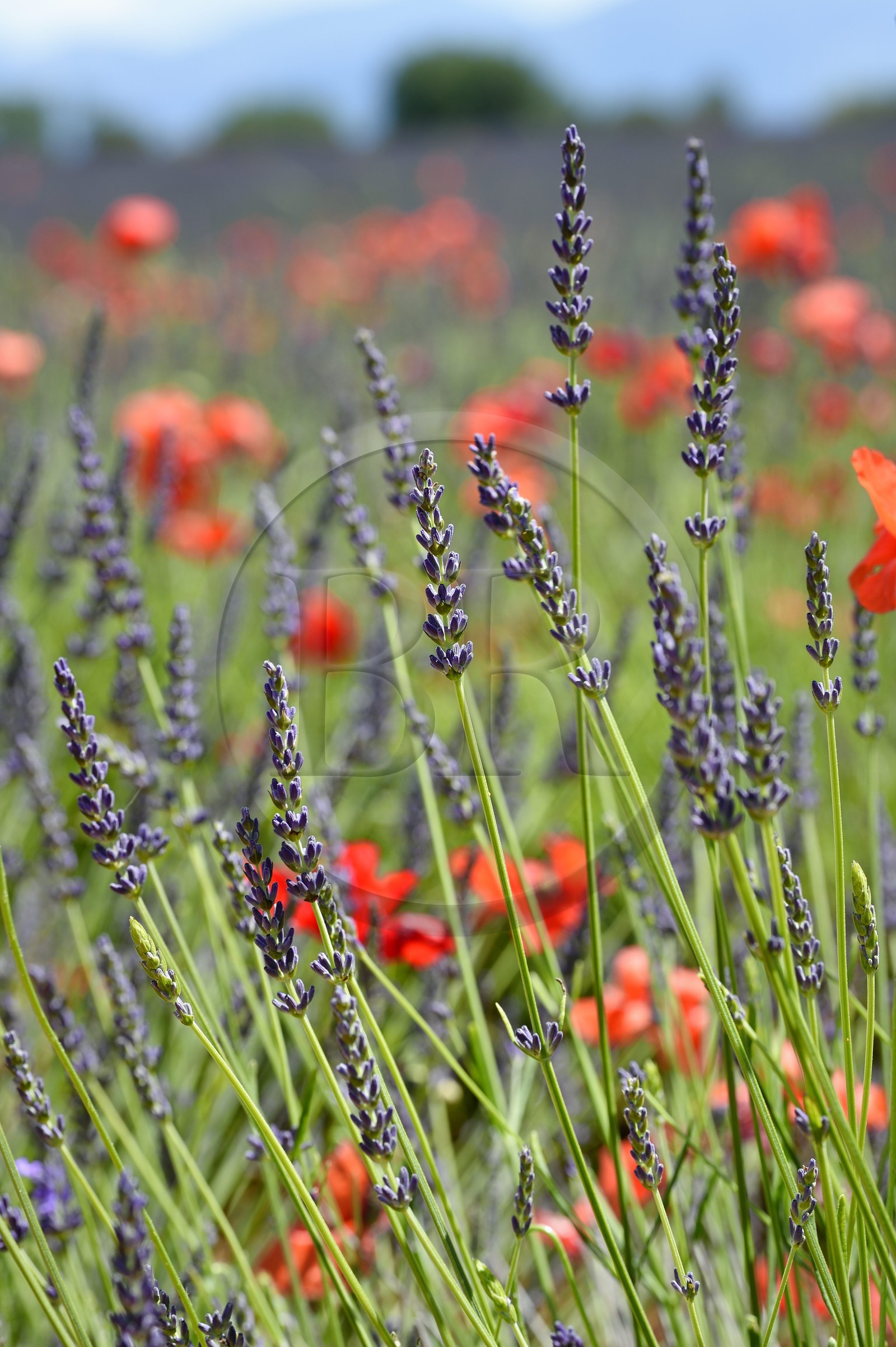 France, Alpes de Haute Provence,   Valensole plateau, red poppy flowers in a field of lavandin (lavender)