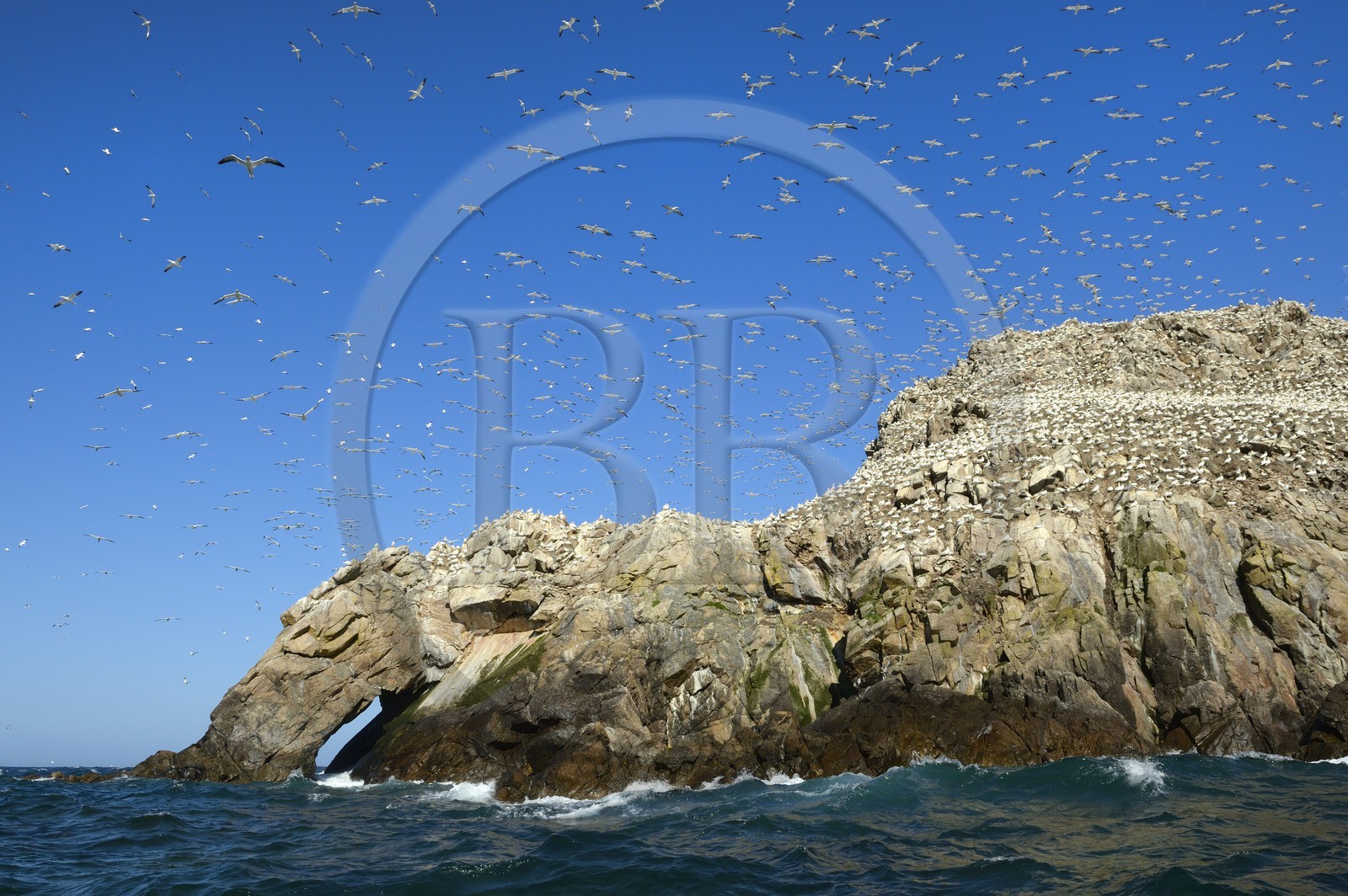 France, Côtes-d'Armor (22), Perros-Guirec, archipel et réserve ornithologique de Sept-Iles, Ile Rouzic, colonie de fous de Bassan (Morus bassanus), unique point de nidification en France pour plus de 20000 couples