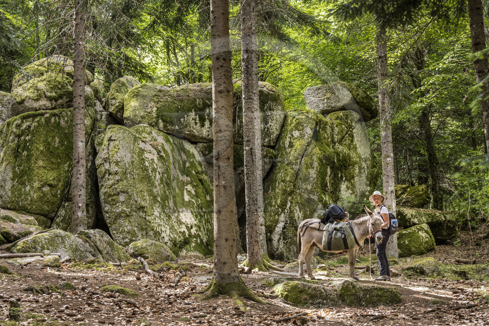 France, Lozère (48), Saint-Flour-de-Mercoire, forêts de la Margeride, randonnée avec un âne sur le chemin de Stevenson (GR 70) et sur le sentier des fades (les fées en occitan)