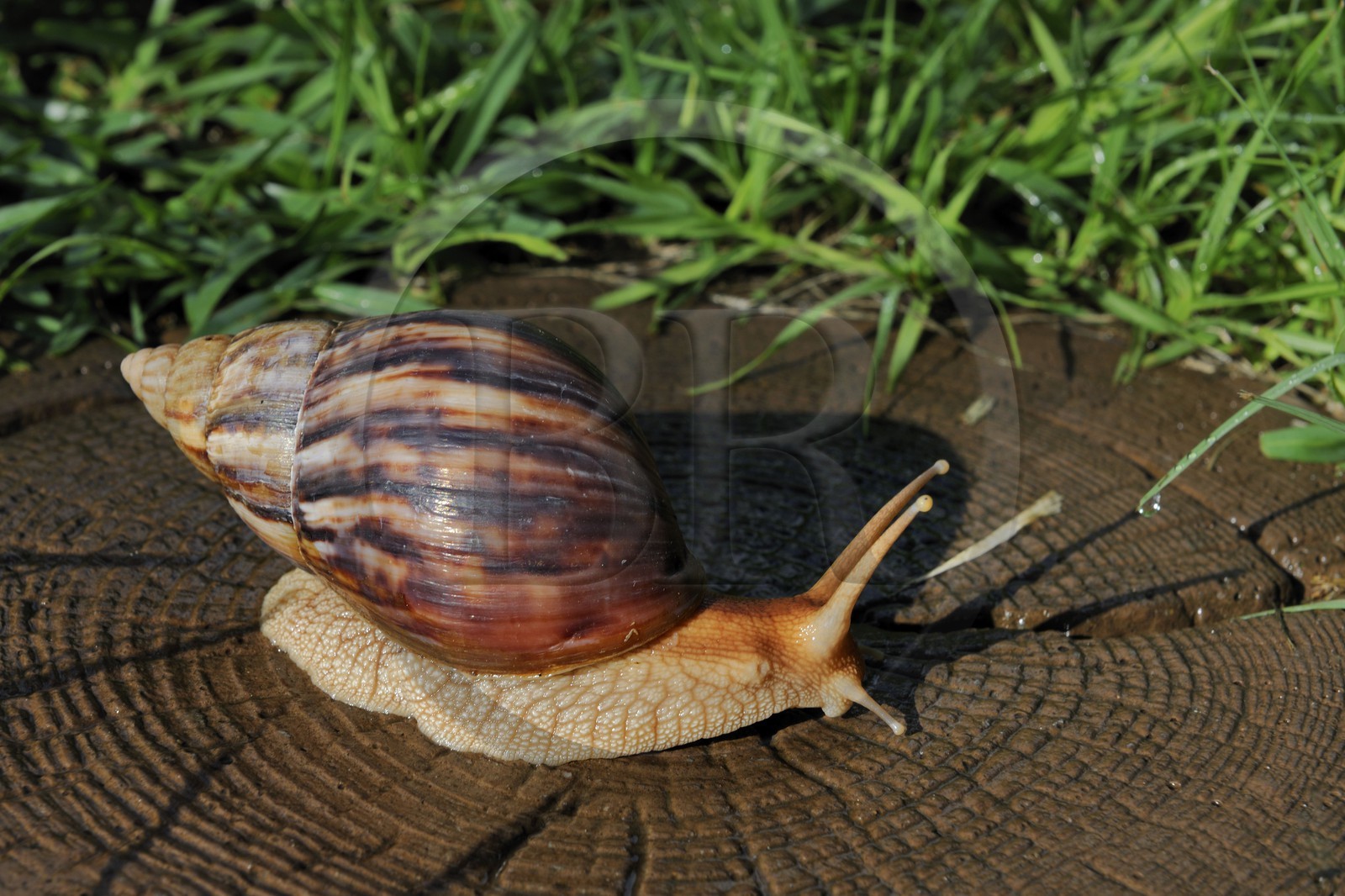 France, île de la Réunion, l'escargot géant Achatina fulica, ce géant de la classe des gastéropodes (Embranchement des mollusques) peut atteindre 20 cm de long et 250 g