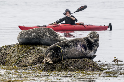France, Finistère (29), Penmarch, archipel des Étocs, sortie en kayak du Centre nautique du Guilvinec à la découverte du phoque gris (halichoerus grypus) dans les rochers à marée basse