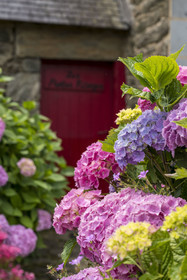 France, Morbihan (56), Ile de Groix, Kerdurand, hortensia dans un jardin