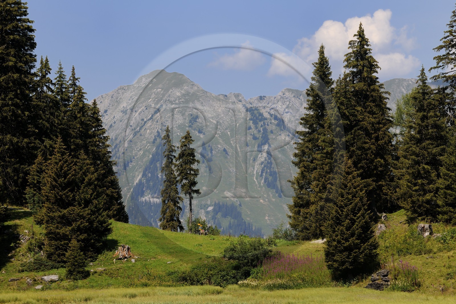 Switzerland, Canton of Vaud, Villars sur Ollon, hamlet of Bretaye