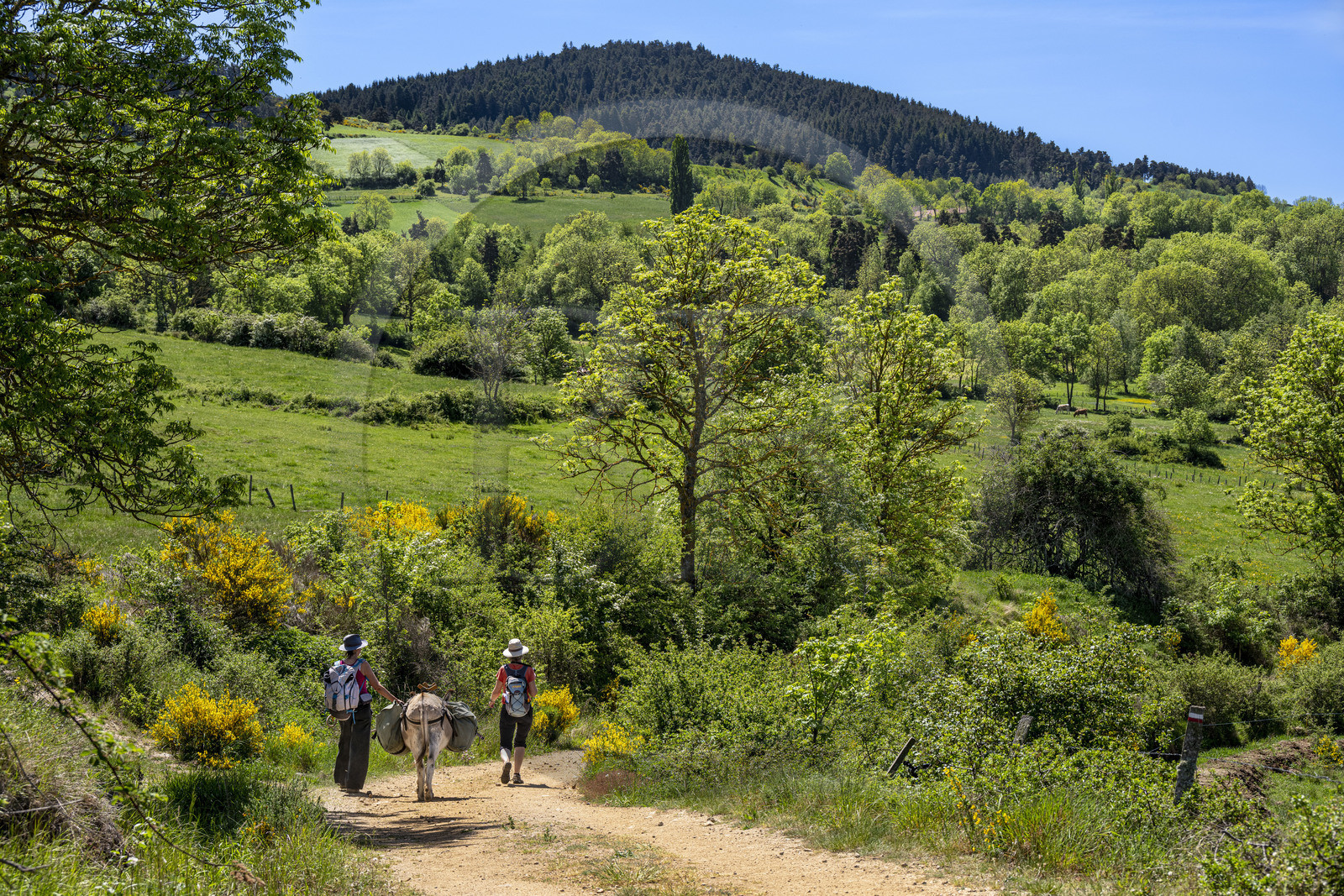 France, Haute-Loire (43), hiking with a donkey on the Robert Louis Stevenson Trail (GR 70) between Le Monastier-sur-Gazeille and Saint-Martin-de-Fugères