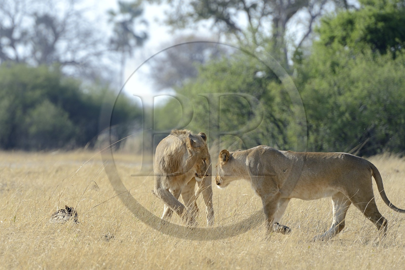 Zimbabwe, province de Matabeleland septentrional, parc national Hwange, couple de lions (Panthera leo)
