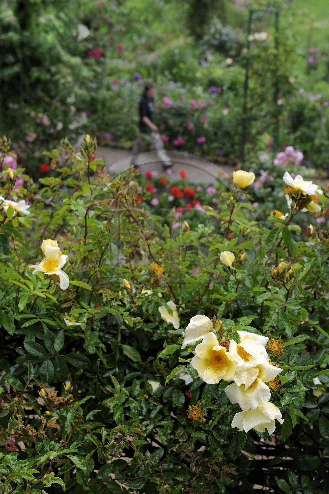 France, Eure (27), Giverny, le jardin de Claude Monet