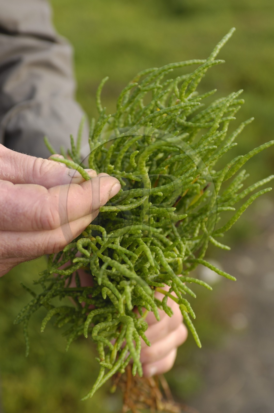 France, Charente-Maritime (17), Ile Madame, la salicorne, plante très iodée comestible venant des marais