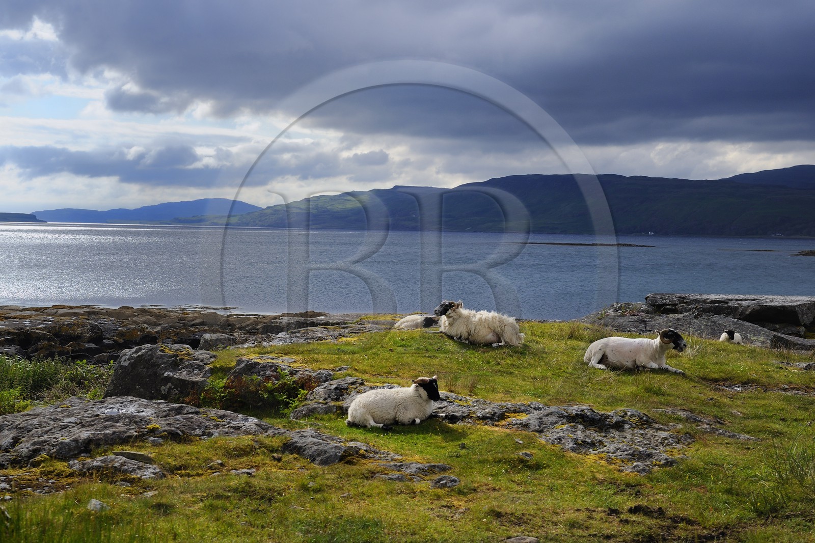 Royaume-Uni, Ecosse, Highland, Hébrides intérieures, Ile de Mull, moutons et béliers en bordure du Loch na Keal