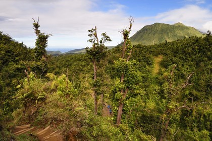 Caraïbes, Ile de la Dominique, Castle Bruce, Parc national du Morne Trois Pitons classé Patrimoine Mondial de l'UNESCO, le long du sentier traversant la forêt tropicale et menant à la la Vallée de la Désolation puis au Boiling Lake