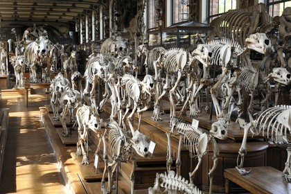 France, Paris (75), Jardin des Plantes, Museum National d'Histoire Naturelle, Galeries de Paléontologie et d'Anatomie comparée