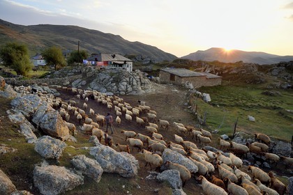 Azerbaïdjan, région de Quba (Guba), chaine de montagne du Grand Caucase, village de Giriz à l'aube, départ des moutons pour les prés