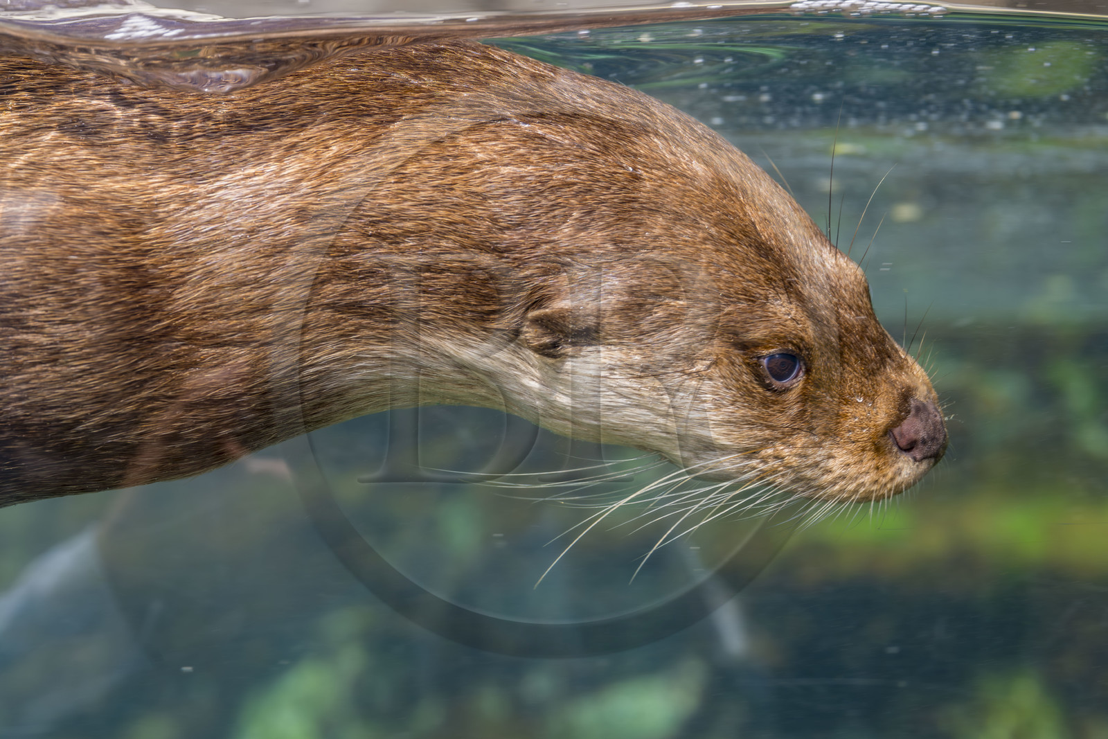 France, Finistère (29), Brest, Océanopolis, musée de la mer, loutre d'Europe (Lutra lutra)