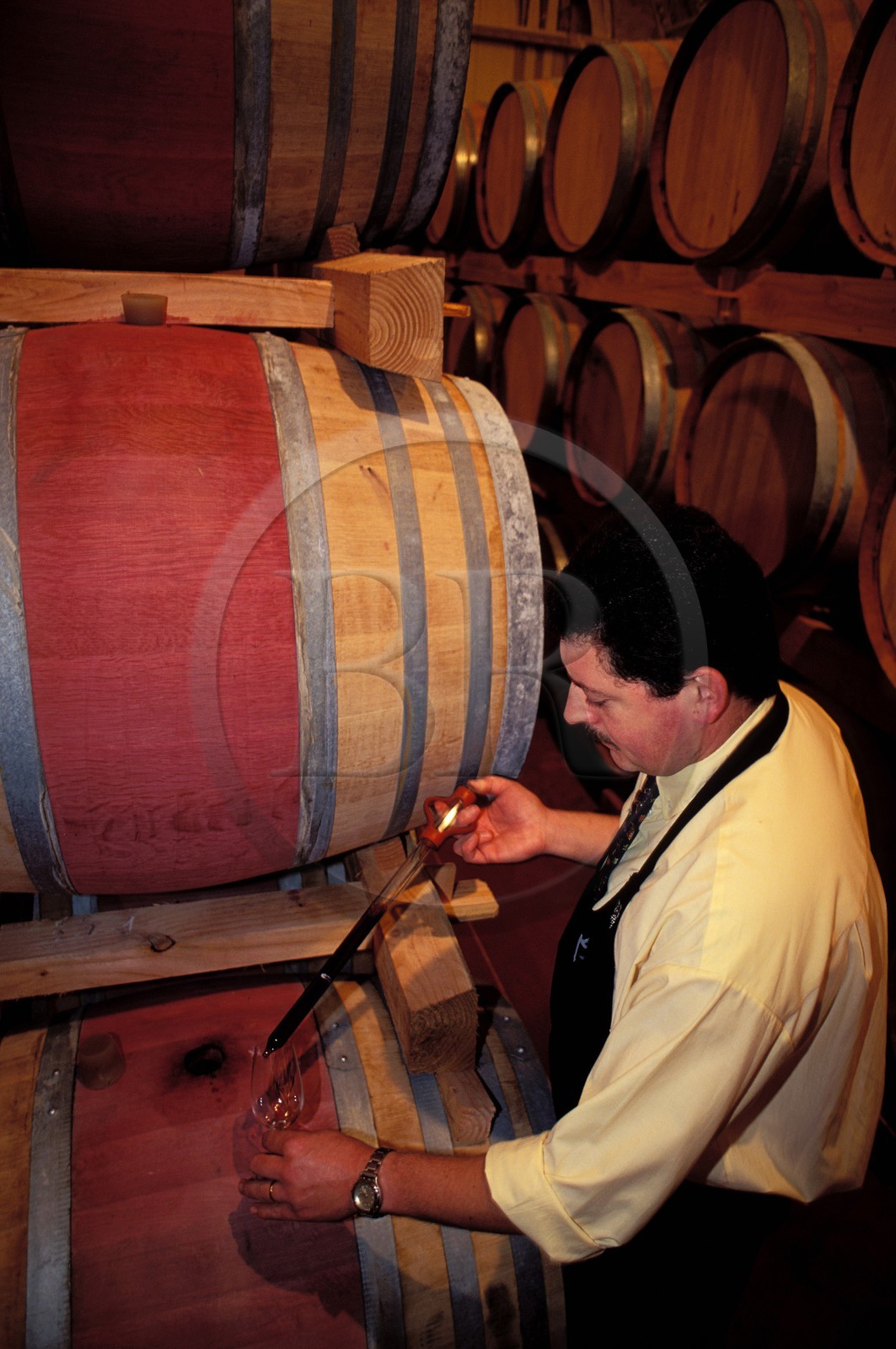 France, Vaucluse, wine cellar of Beaumes de Venise, Jan Vandereyd, wine steward (Comtat Venaissin)