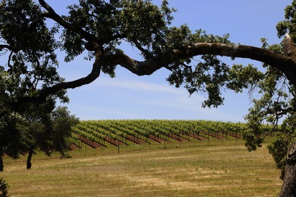 Etats-Unis, Californie, Sonoma County, le vignoble de la propriété Arista