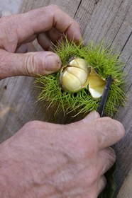 France, Haute Corse, Castagniccia, Valle d’Orezza, chestnuts