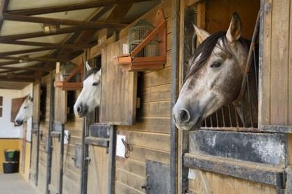 Spain, Andalusia, Seville Province, Utrera, the Ayala stud farm (Yeguada Ayala), Andalusian horse also known as the Pure Spanish Horse or PRE (Pura Raza Espanola)