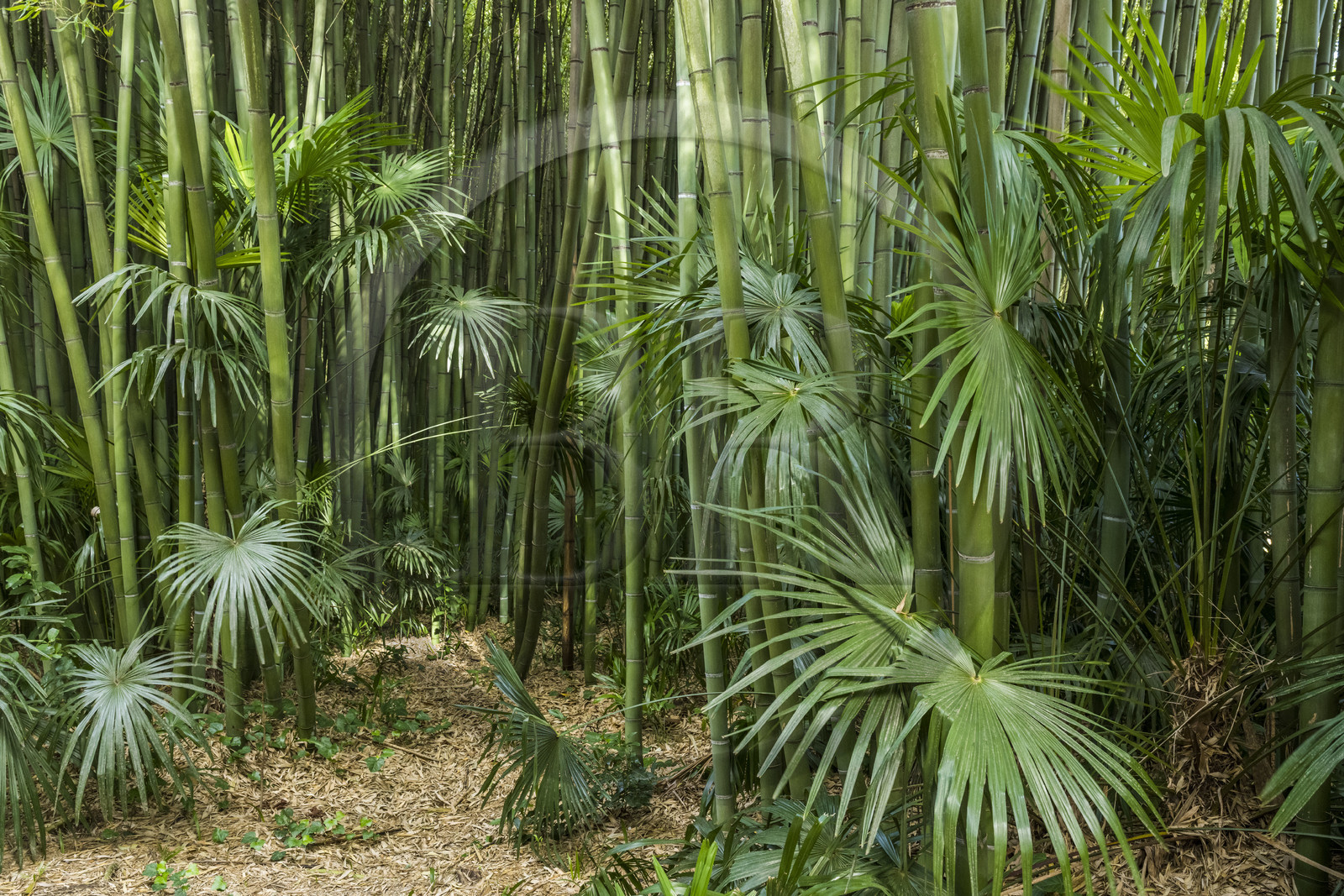 France, Gard (30), Générargues vers Anduze, Bambouseraie en Cévennes, forêt de bambou