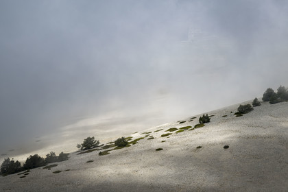 France, Vaucluse (84), Parc Naturel Régional du Mont Ventoux, Bedoin, vers le sommet du Mont Ventoux (1912m), la station météo dans les nuages, pierriers tapissés ici et là de genévriers nains