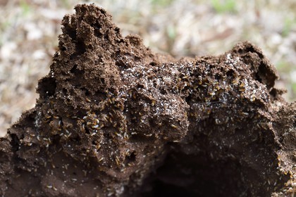 Sri Lanka, province centrale, district de Matale, Sigiriya, termites et termitières