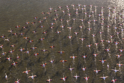 France, Hérault (34), Frontignan, envol de flamants roses (Phoenicopterus roseus) dans l'Etang d'Ingril (vue aérienne)