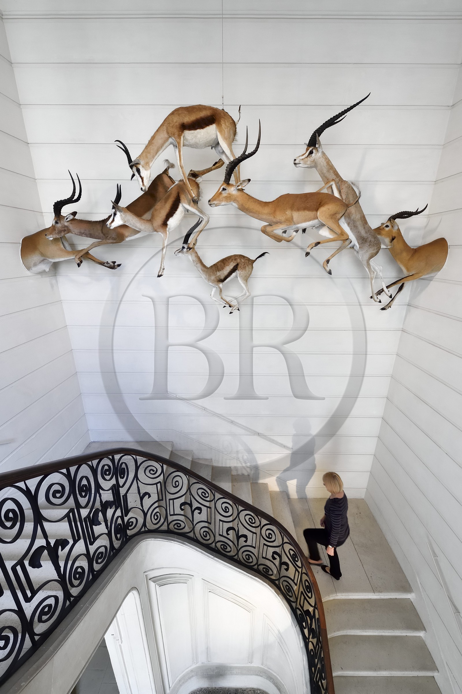 France, Charente-Maritime (17), La Rochelle, le Muséum d'histoire naturelle (muséum Lafaille), antilopes empaillées bondissant au dessus de l'escalier d'honneur
