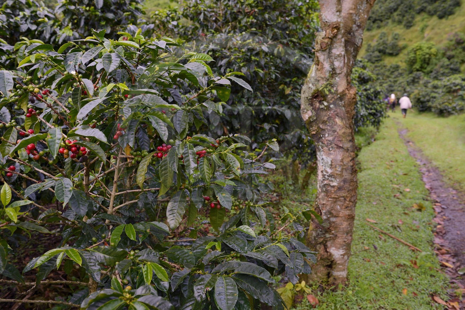 Panama, province de Chiriqui, Boquete, plantation de café Finca Lerida sur les pentes du volcan Baru
