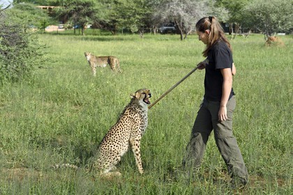Namibia, Otjiwarongo, Cheetah Conservation Fund, research and education centre, cheetah (Acinonyx jubatus), reward given in exchange of the lure that the cheetah has hunted, the purpose of the exercise is to keep it in shape