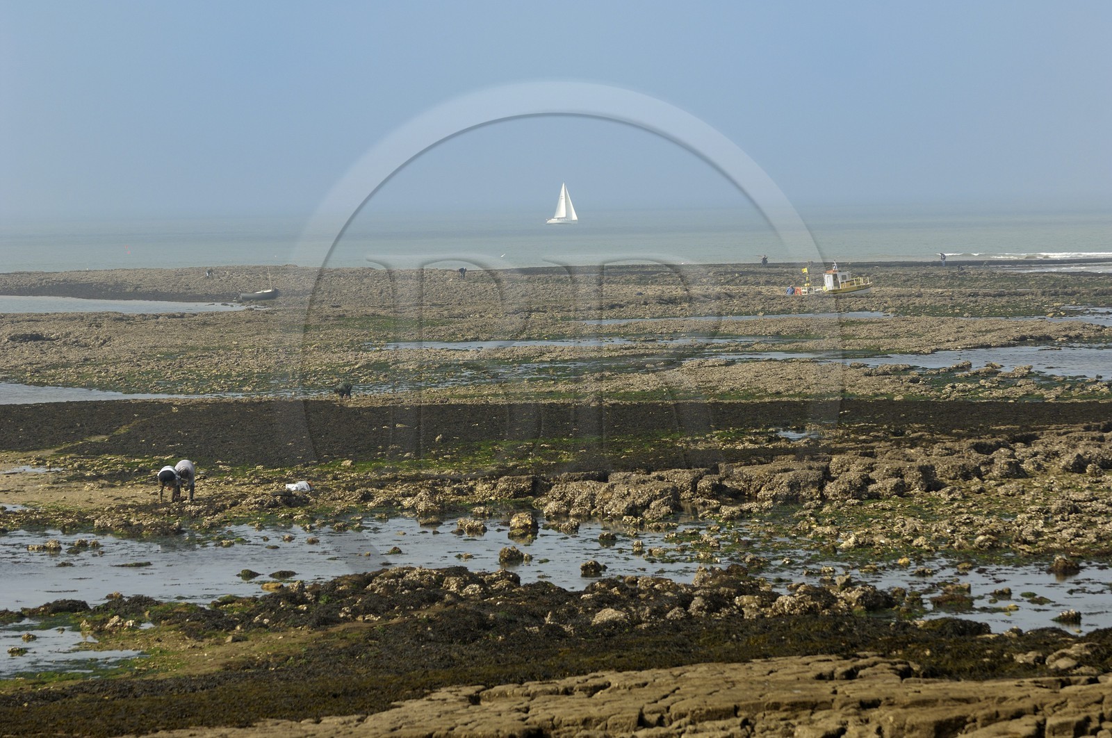 France, Charente-Maritime (17), Ile d'Aix, rade des Basques, pêche à pied à marée basse