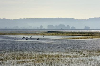 France, Seine-Maritime (76), Réserve Naturelle de l'estuaire de la Seine, cygnes dans un étang