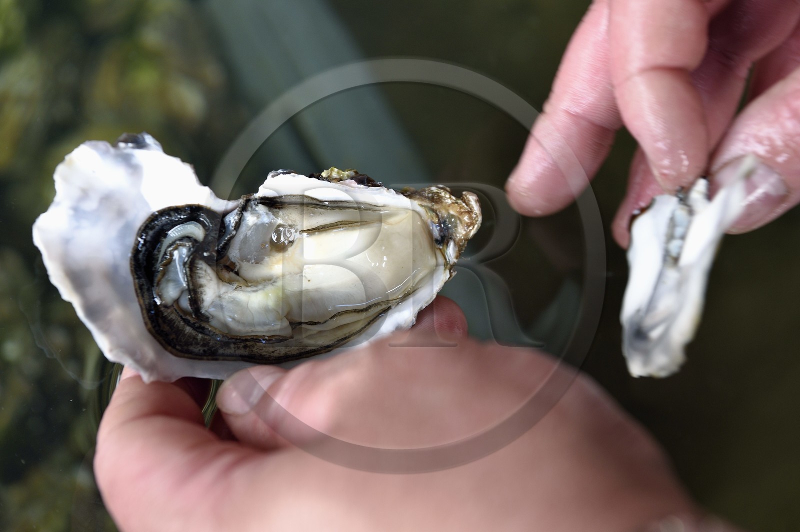 France, Charente-Maritime (17), Fouras, dégustation d'huitres (la spéciale) dans la cabane des frères Bénard à la Pointe de la Fumée