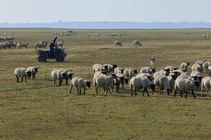 France, Ille et Vilaine, salt marshes of the Mont Saint Michel, Yannick Frain, farmer breeder of salt marshes sheep