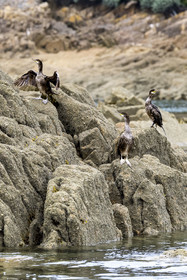 France, Finistère, Morlaix bay, Carantec, Juvenile Great Cormorants (Phalacrocorax carbo)
