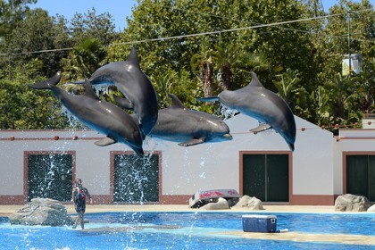Portugal, Lisbonne, Jardin zoologique, le delphinarium, dauphins faisant le spectacle