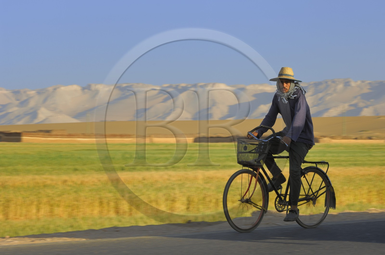 Egypte, désert libyque, oasis de Dakhla, travaux des champs