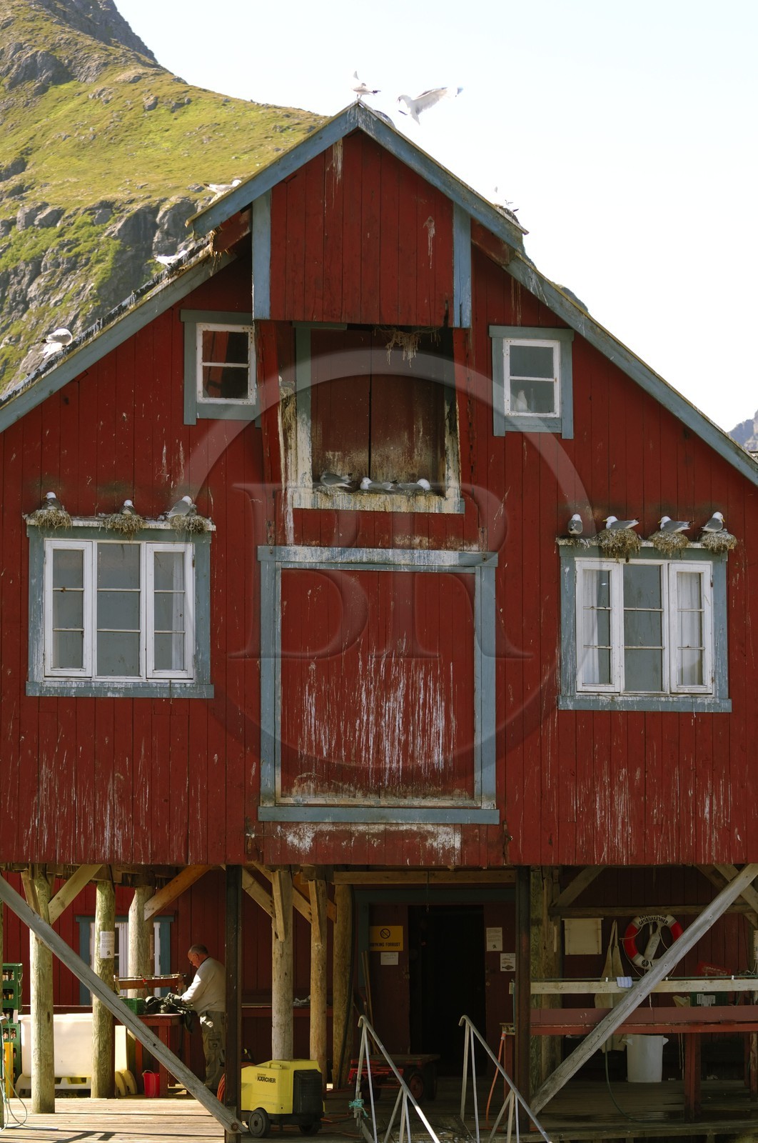 Norvège, Nordland, Iles Lofoten, Ile de Moskenes, maisons de pêcheurs (Rorbuer) au village de A (Å) et nids mouettes
