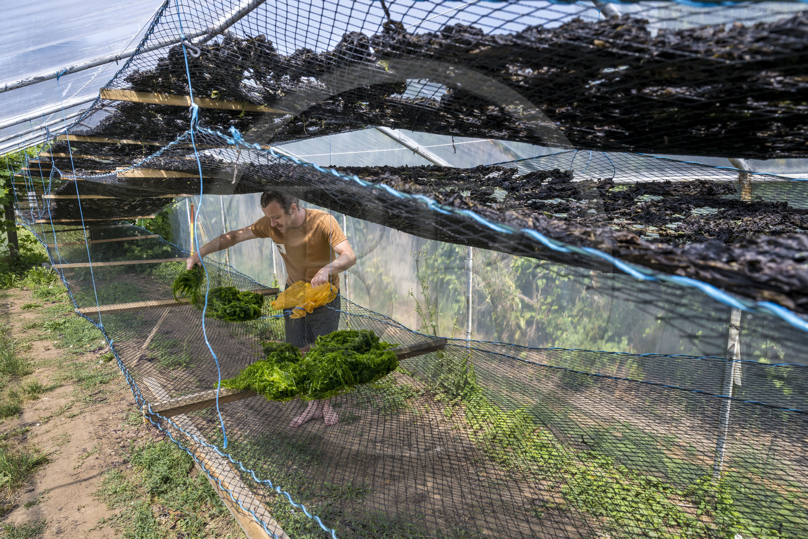 France, Finistère (29), Pays Bigouden, Plozévet, Lenny Gouedic co créateur de Begood Alg,  étalage des algues sauvages alimentaires dans la journée de récolte en séchoir solaire