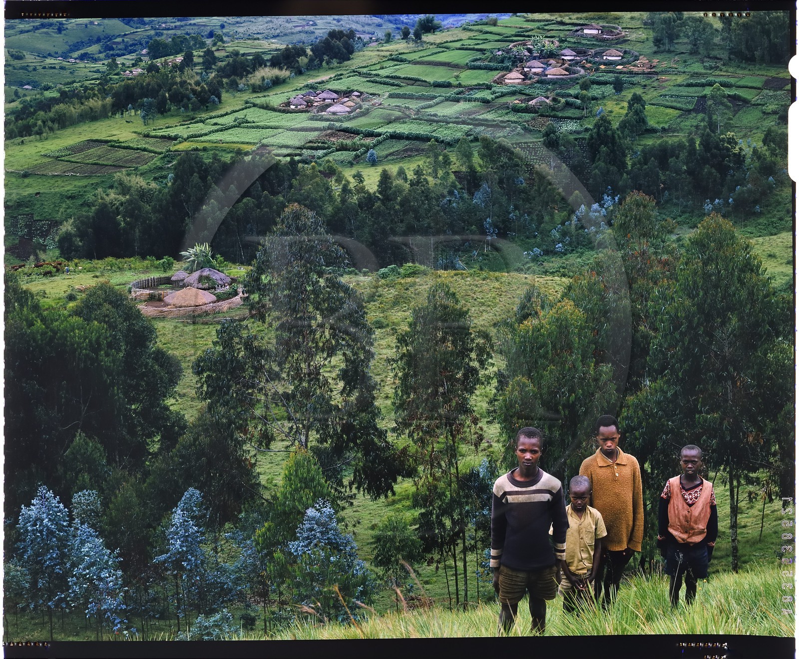 Burundi, Bujumbura Province, Ijenda area, group of Tutsi children, habitat is scattered randomly around the hills and that gives the Burundi landscapes a unique appearance, there are tea plantations around the rugos (4x5 reversal film reproduction)