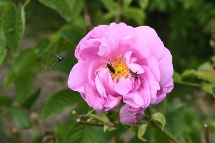 France, Alpes-Maritimes, Mouans-Sartoux around Grasse, Gardens of the International Perfume Museum (Jardins du Musée International de la Parfumerie), Centifolia rose