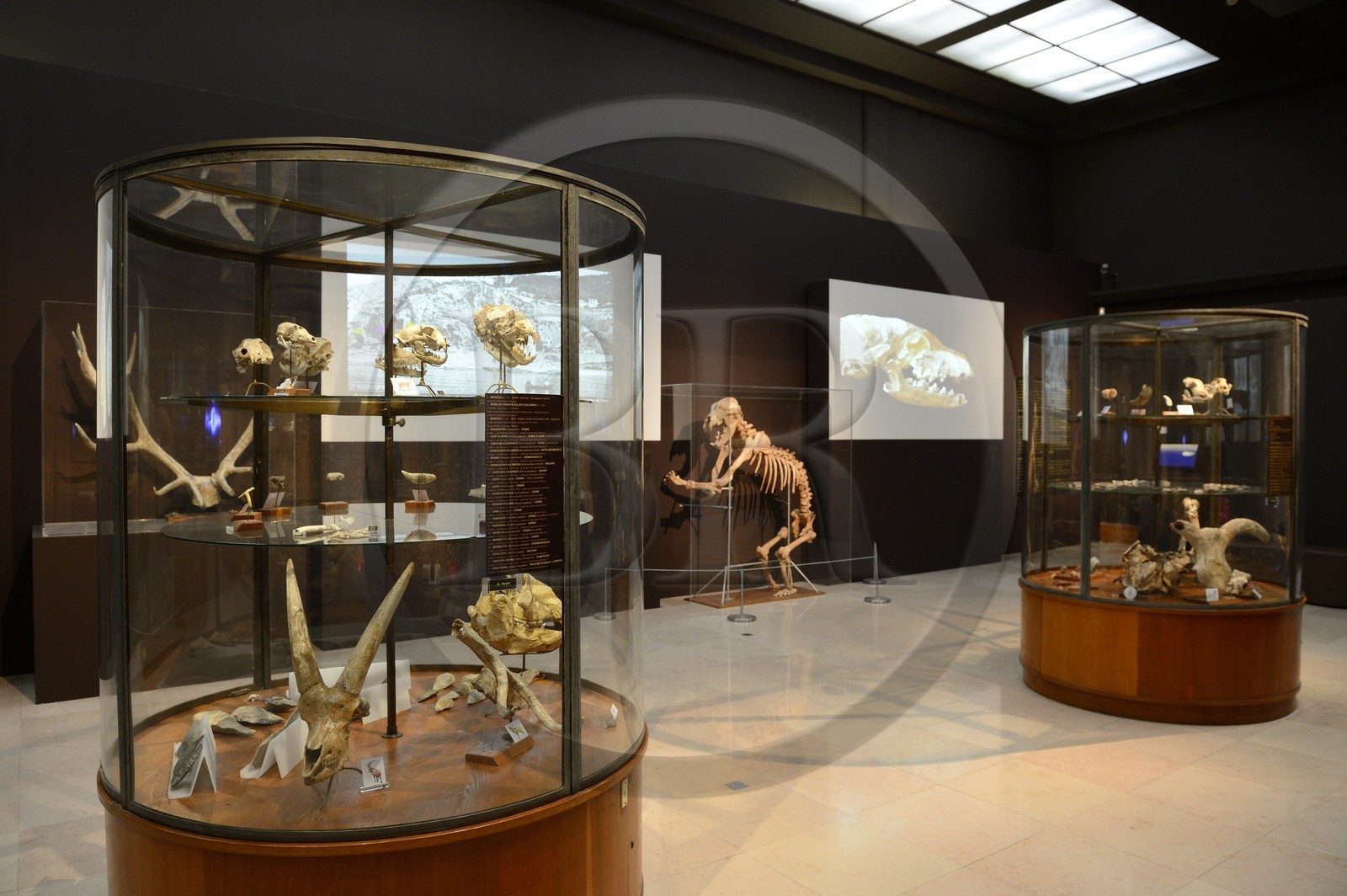 Principauté de Monaco, Monaco, musée d'anthropologie préhistorique