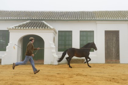 Spain, Andalusia, Seville Province, Utrera, Finca El Pinganillo, the property stud, training of an Andalusian horse also known as the Pure Spanish Horse or PRE (Pura Raza Espanola)