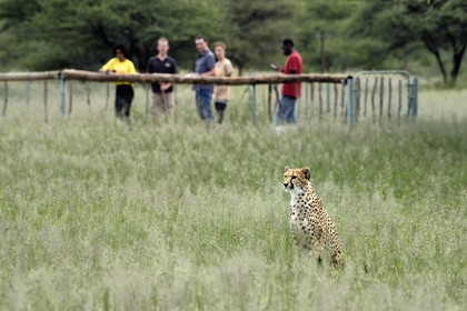 Namibie, Otjiwarongo, Cheetah Conservation Fund, centre de recherche et d'éducation, observation des guépards (Acinonyx jubatus) depuis un enclos