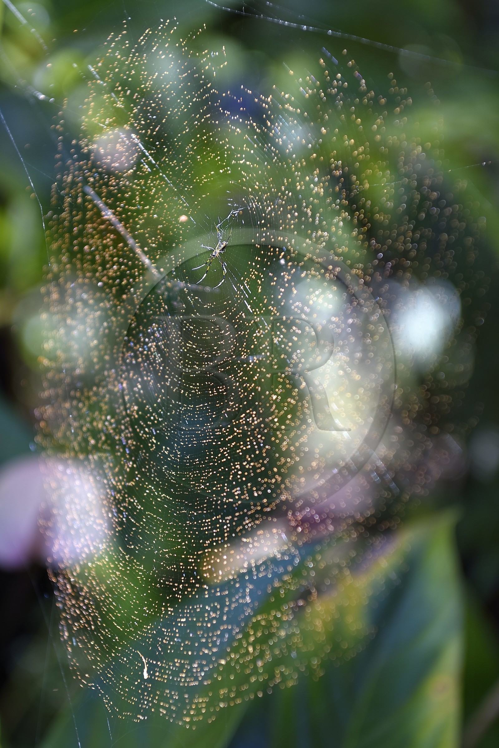 France, Ile de la Reunion, Cirque de Salazie, classé Patrimoine Mondial de l'UNESCO, Hell-Bourg, labellisé les Plus Beaux Villages de France, les luxuriant jardins de la Villa ou Maison Folio, jeune néphile dorée ou bibe (Trichonephila inaurata)