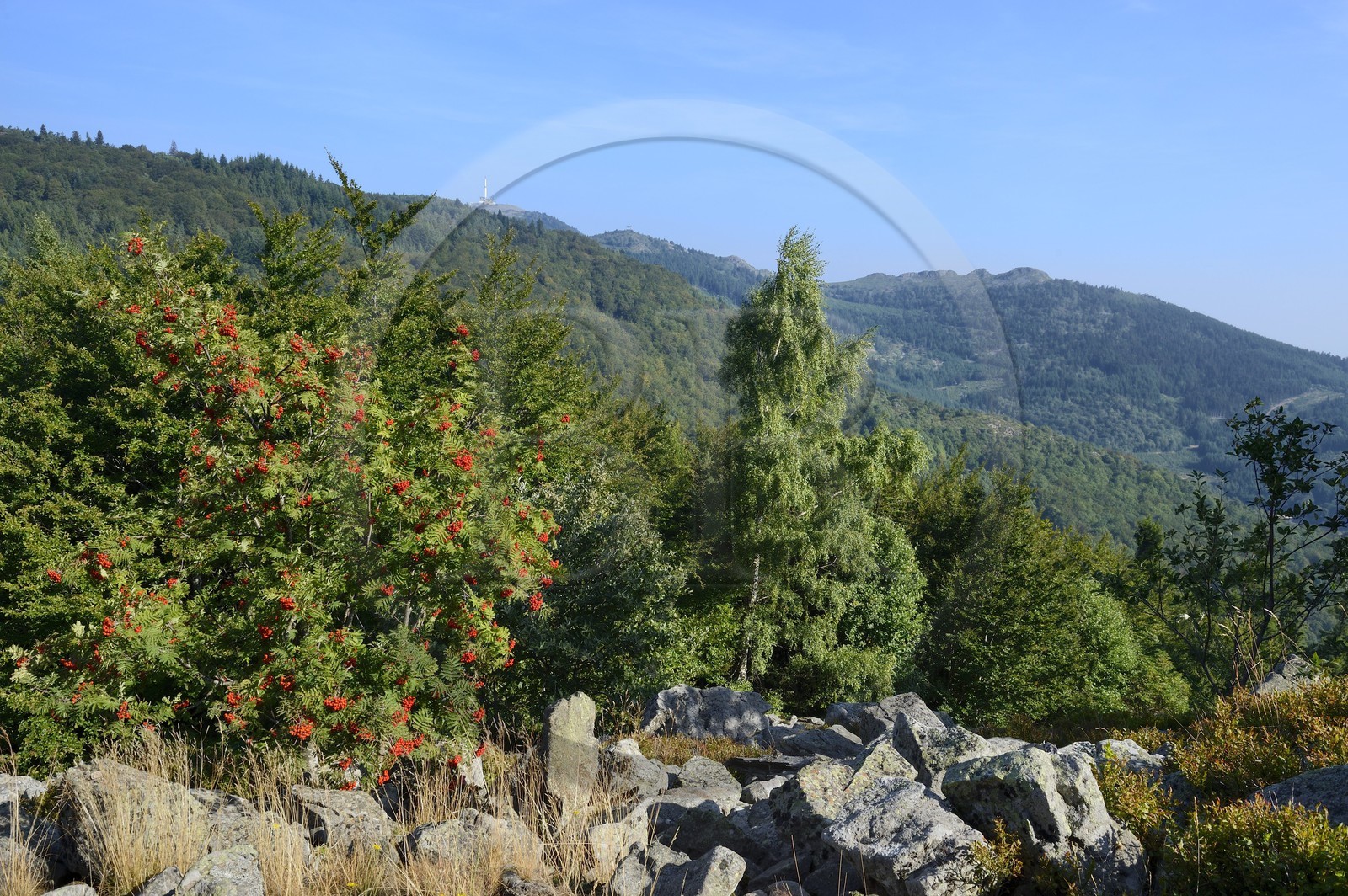 France, Loire, Parc Naturel Regional du Pilat (Natural Regional Park of Pilat), the Pilat massif crests seen from the Saint Sabin Chapel and Ancient dry stone wall extracted from neighboring Chirats