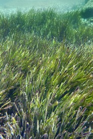 France, Var (83), Rayol-Canadel-sur-Mer, Domaine du Rayol, le jardin des Méditerranées, propriété du conservatoire du littoral mention obligatoire, le sentier marin, herbier de posidonie