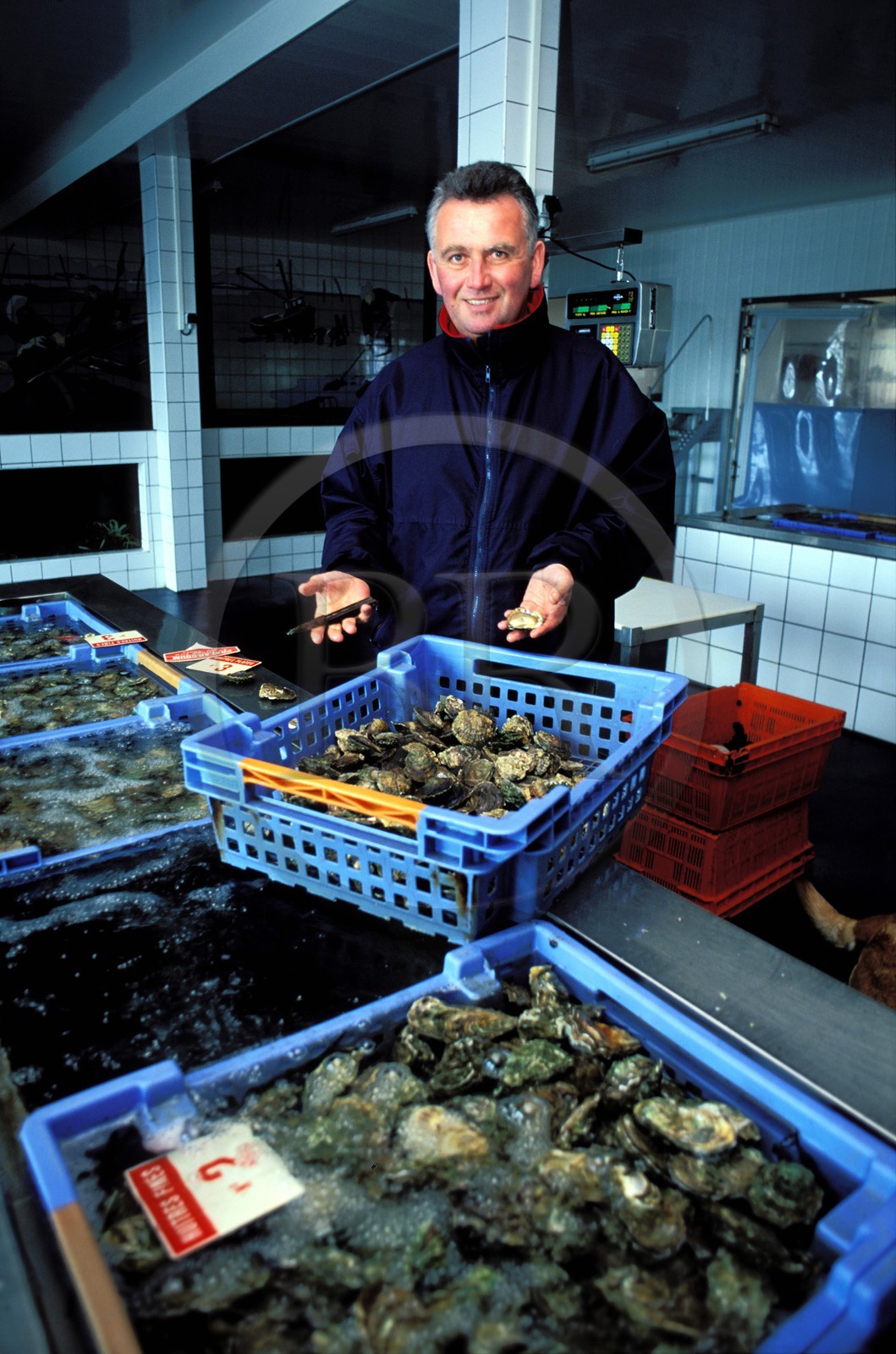 France, Finistère (29), Ivon Madec, producteur d'huîtres de Prat-Ar-Coum (Lannilis)